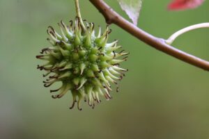 幻のいちご「とちあいか」のジャムとフィナンシェ、とっておきのお土産にいかがですか?